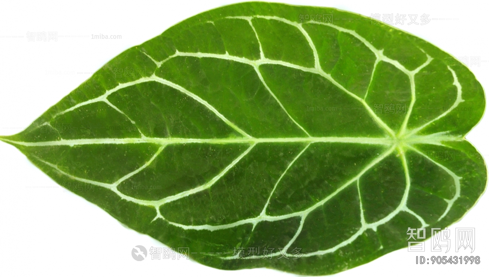 Plant Leaves
