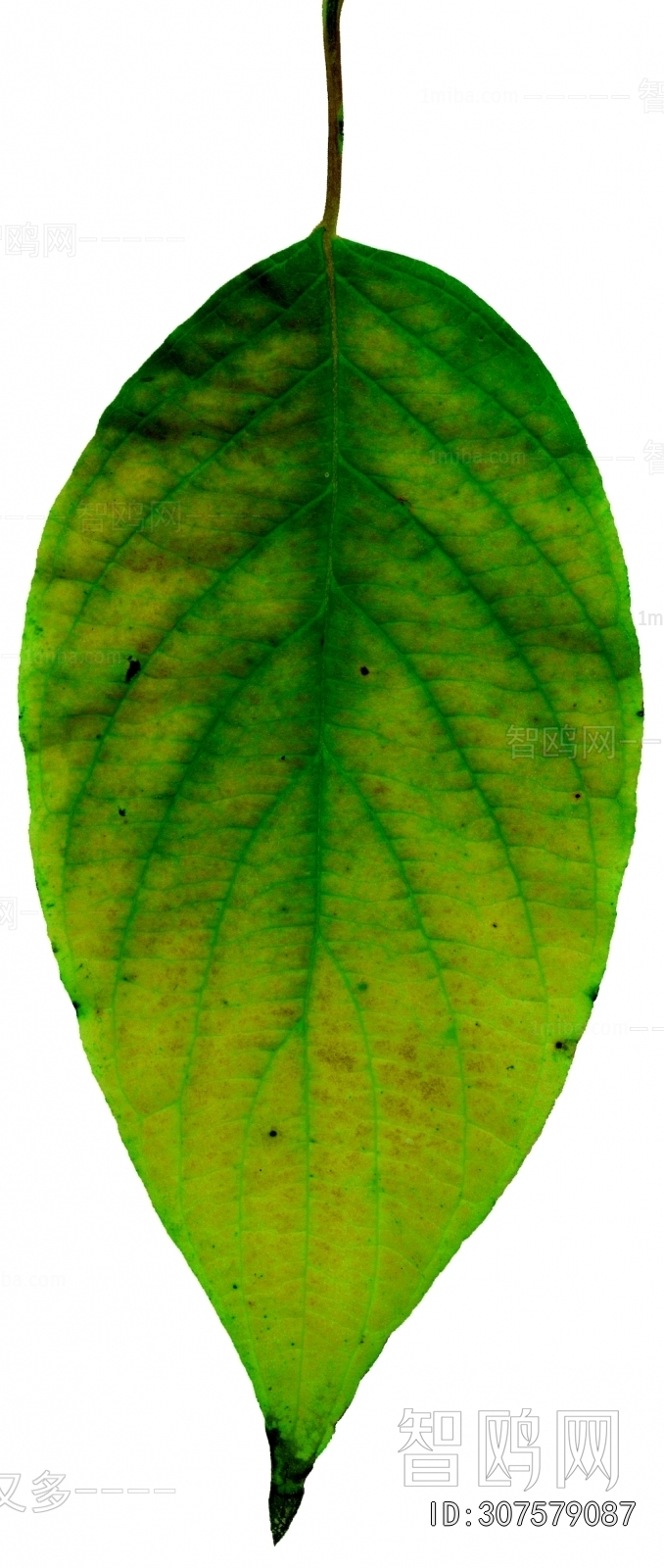 Plant Leaves