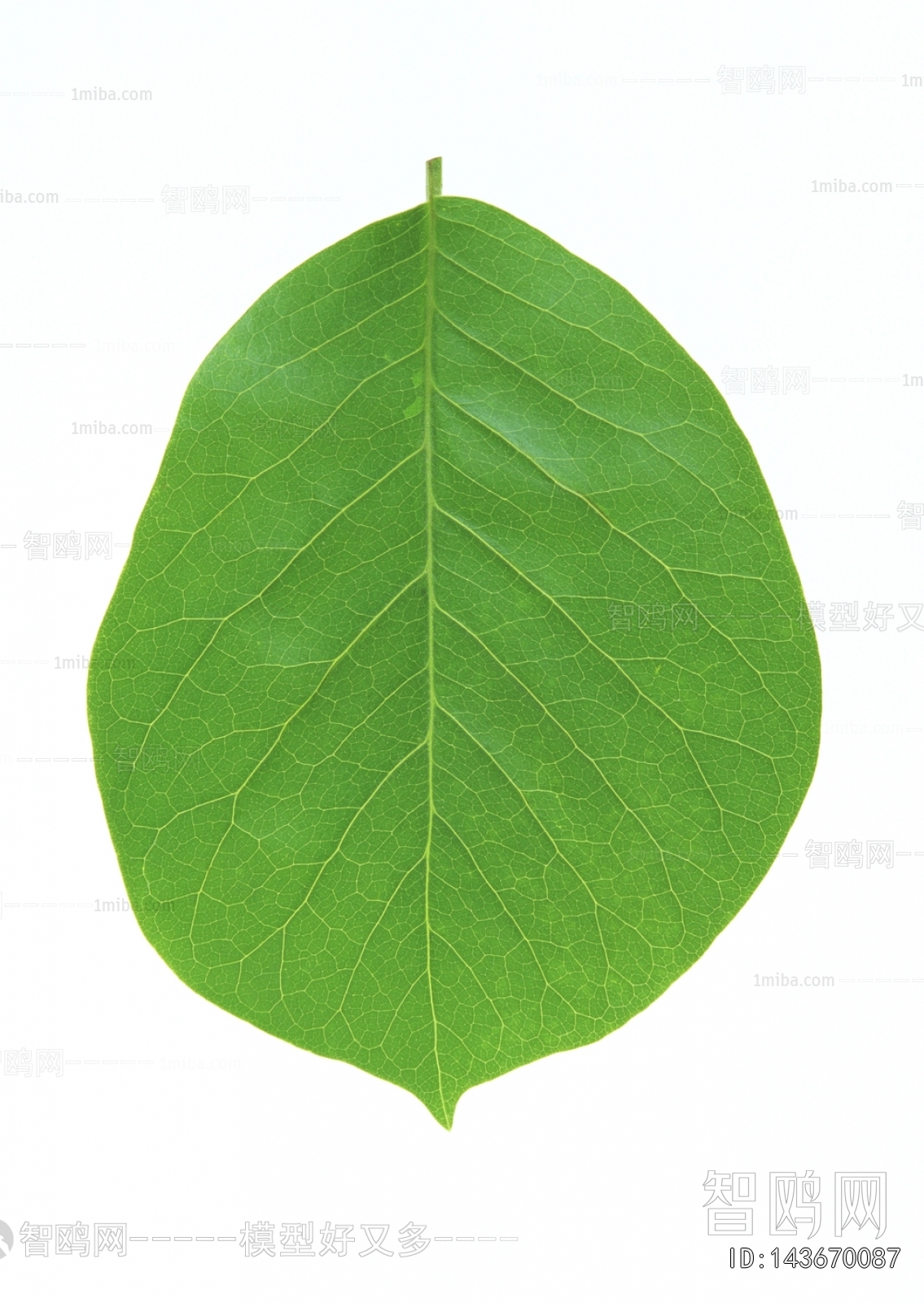 Plant Leaves