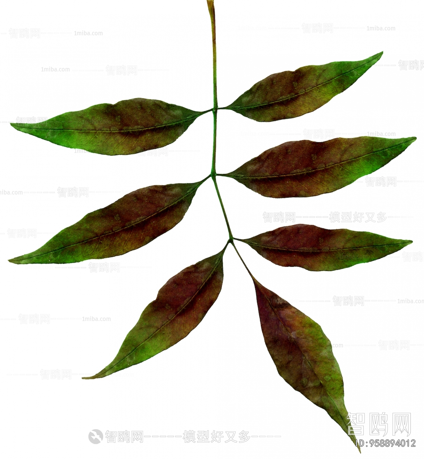 植物树叶