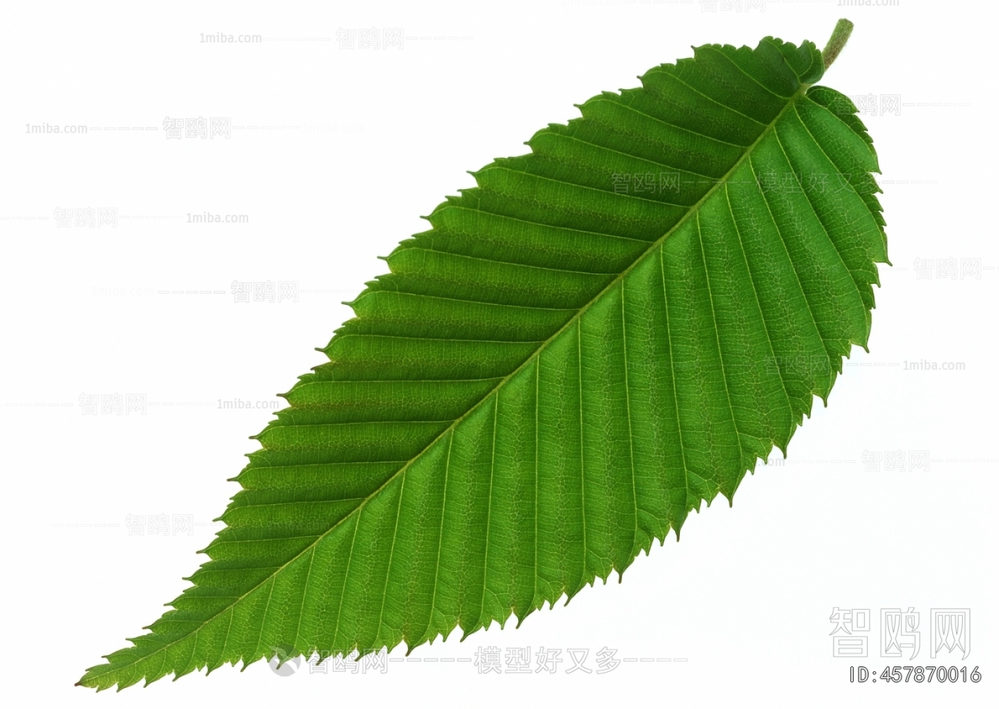 Plant Leaves