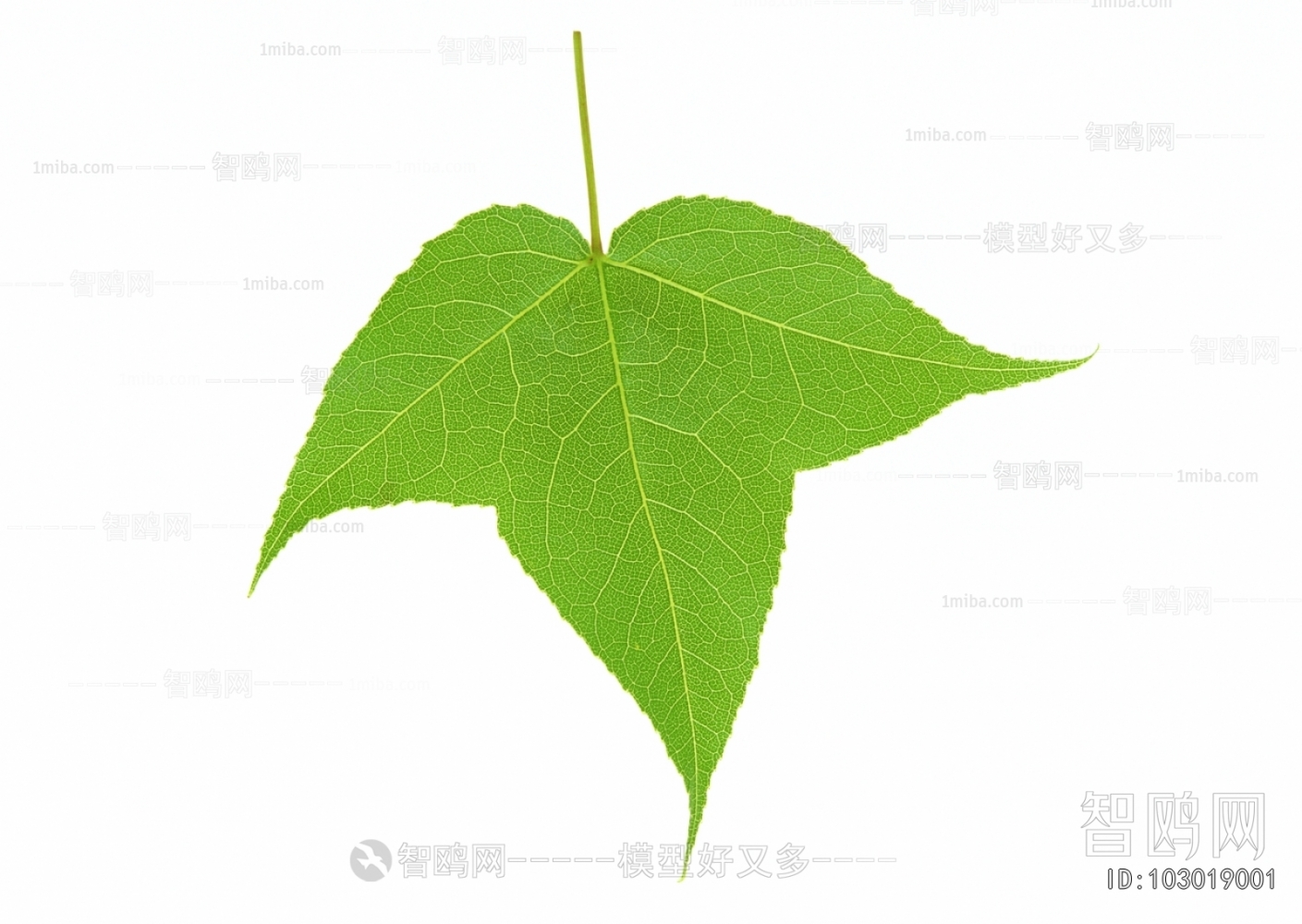 树叶