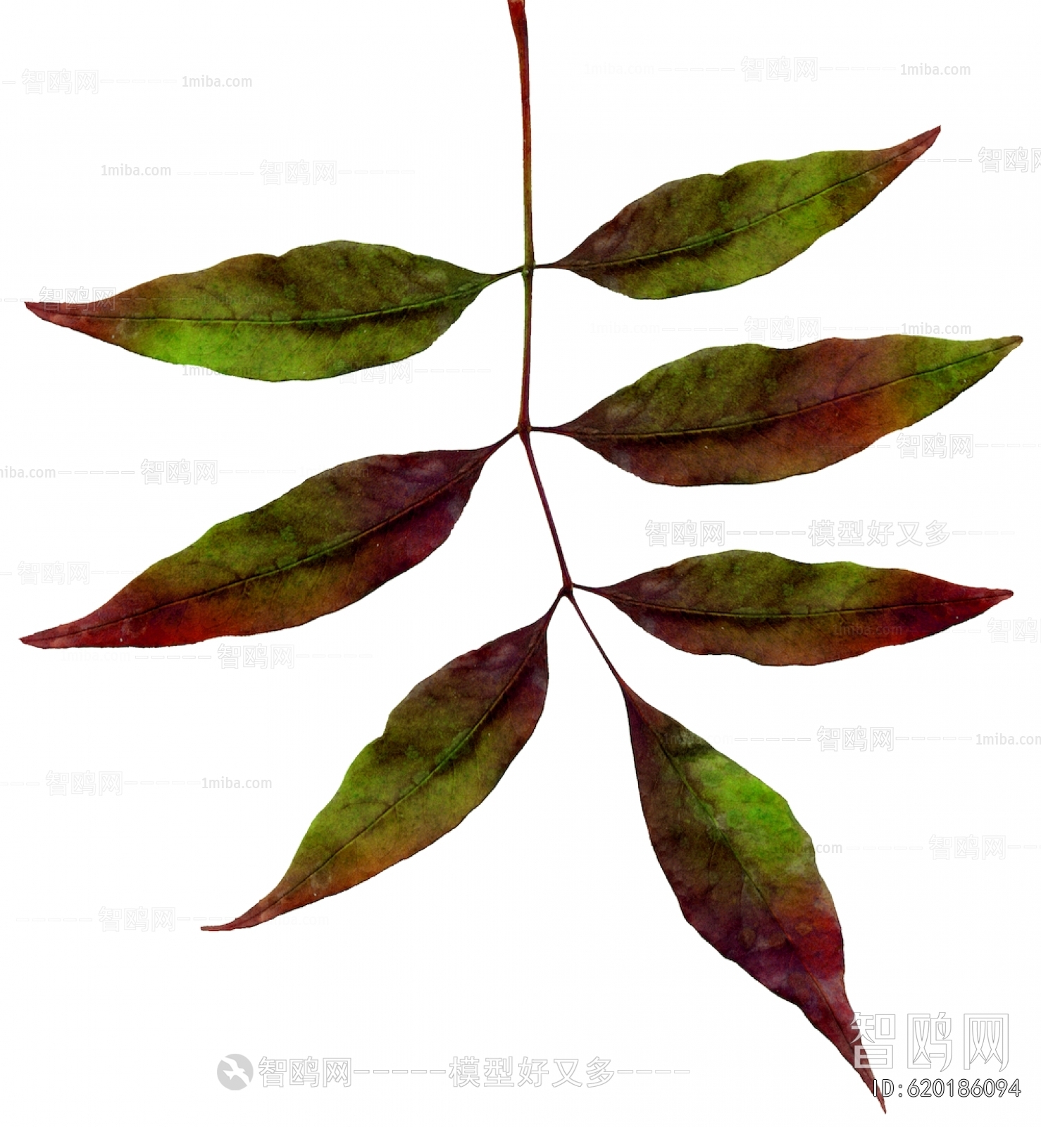 植物树叶