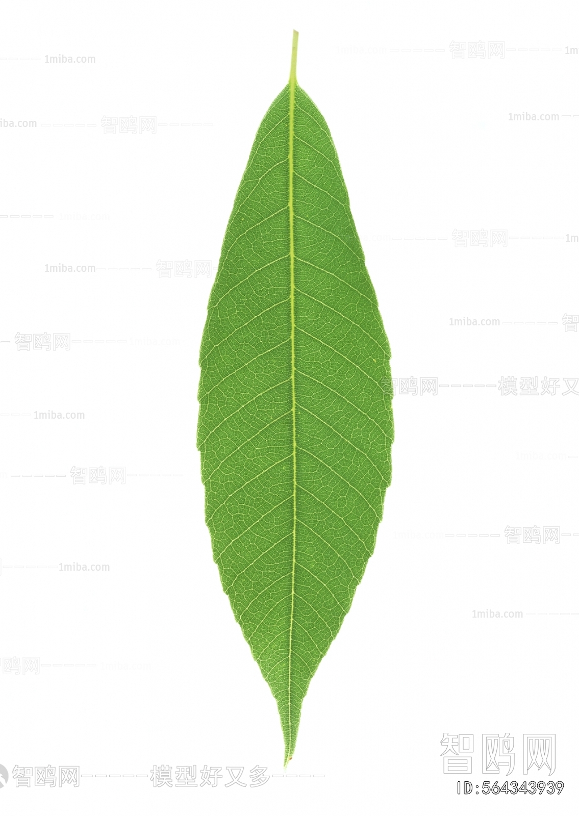 Plant Leaves