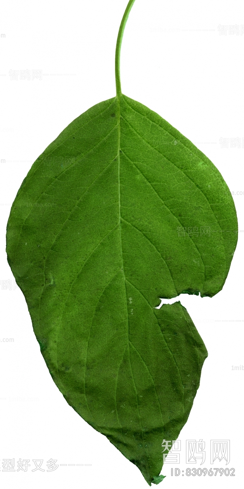 Plant Leaves