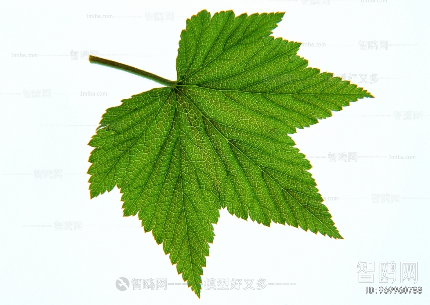 Plant Leaves