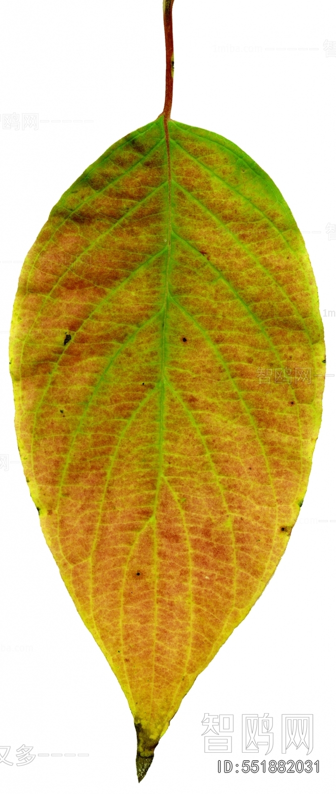 Plant Leaves
