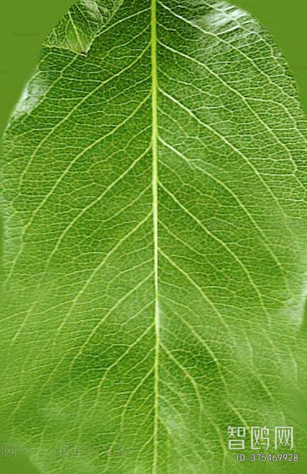 Plant Leaves