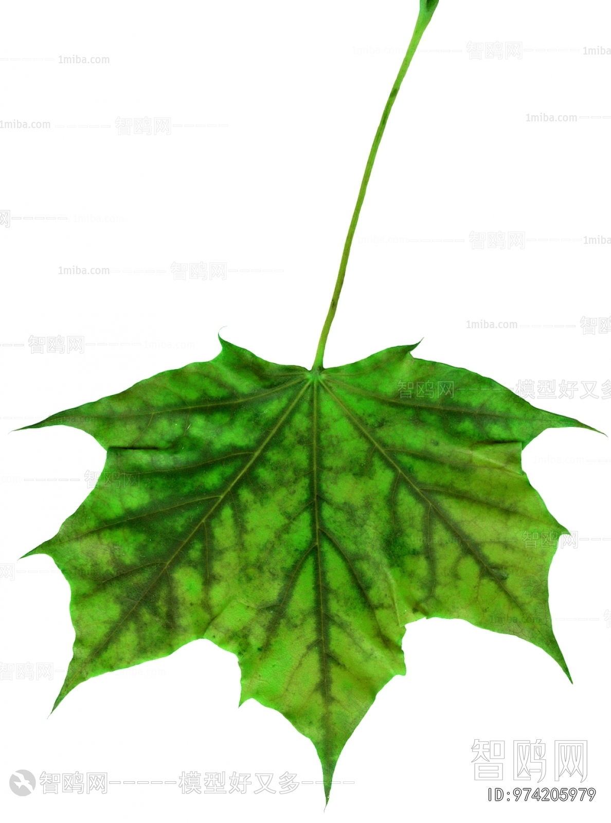 Plant Leaves