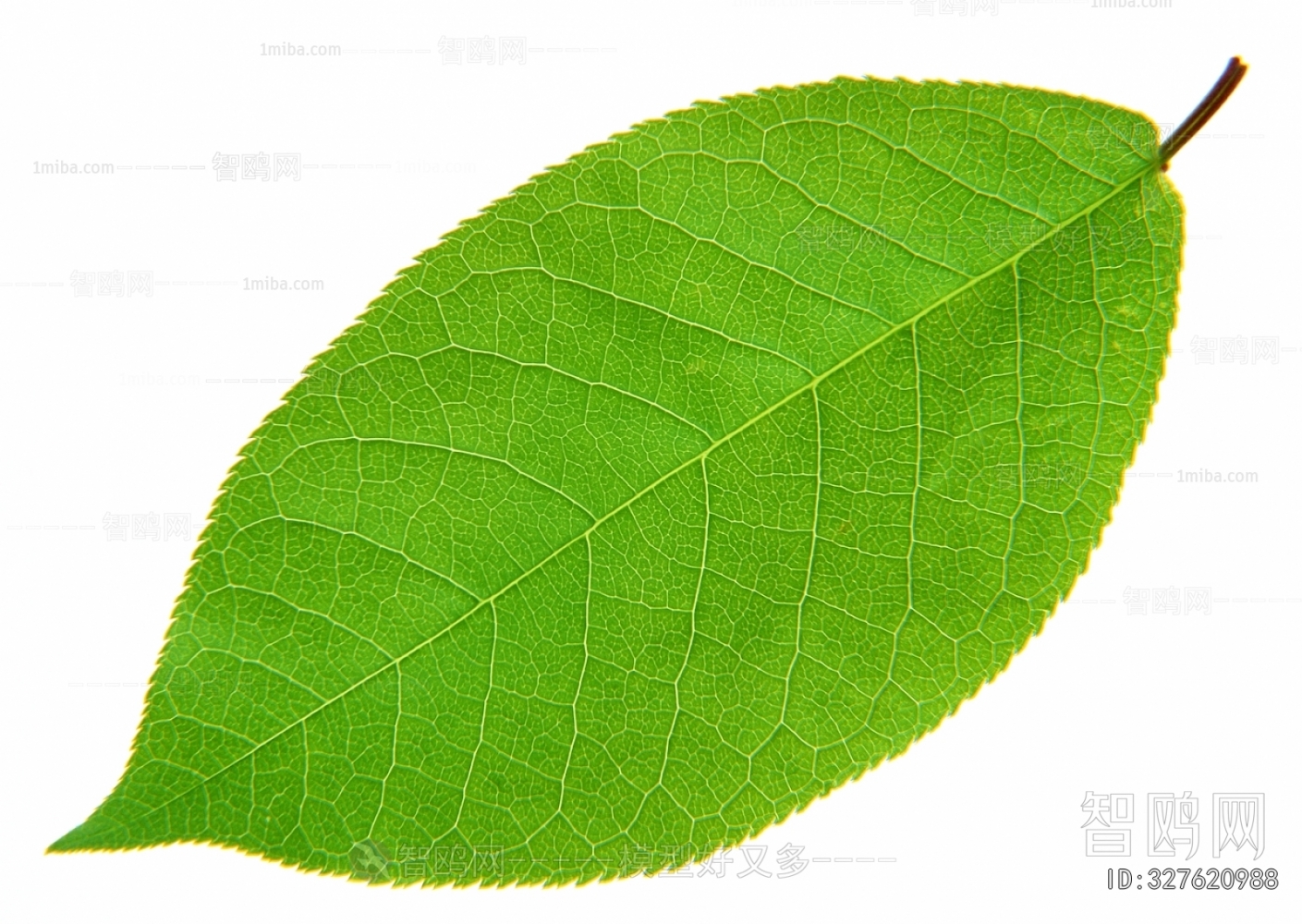 Plant Leaves