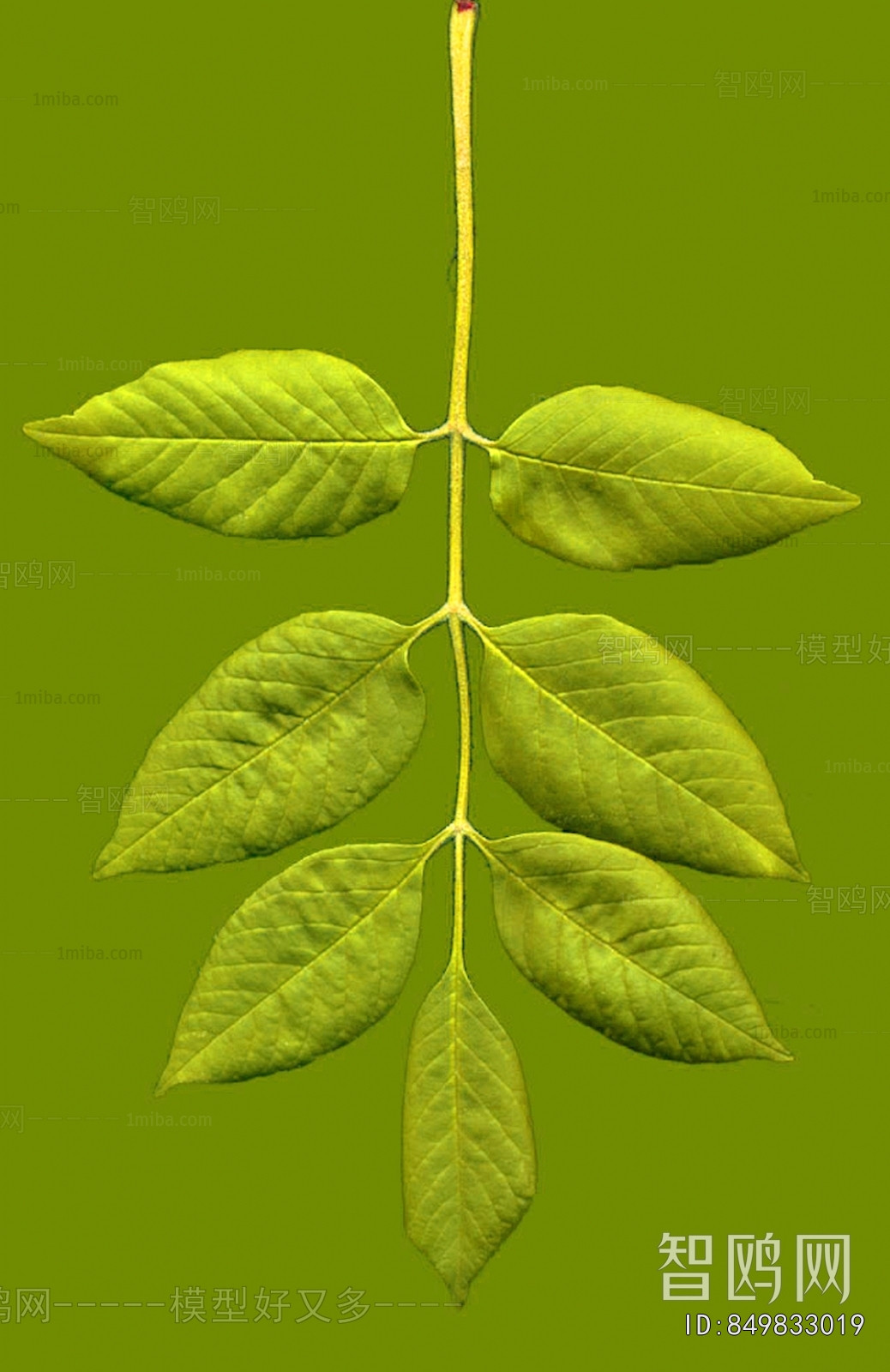 Plant Leaves