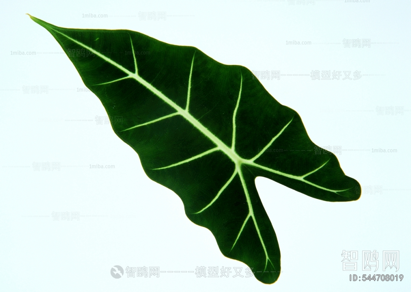 树叶