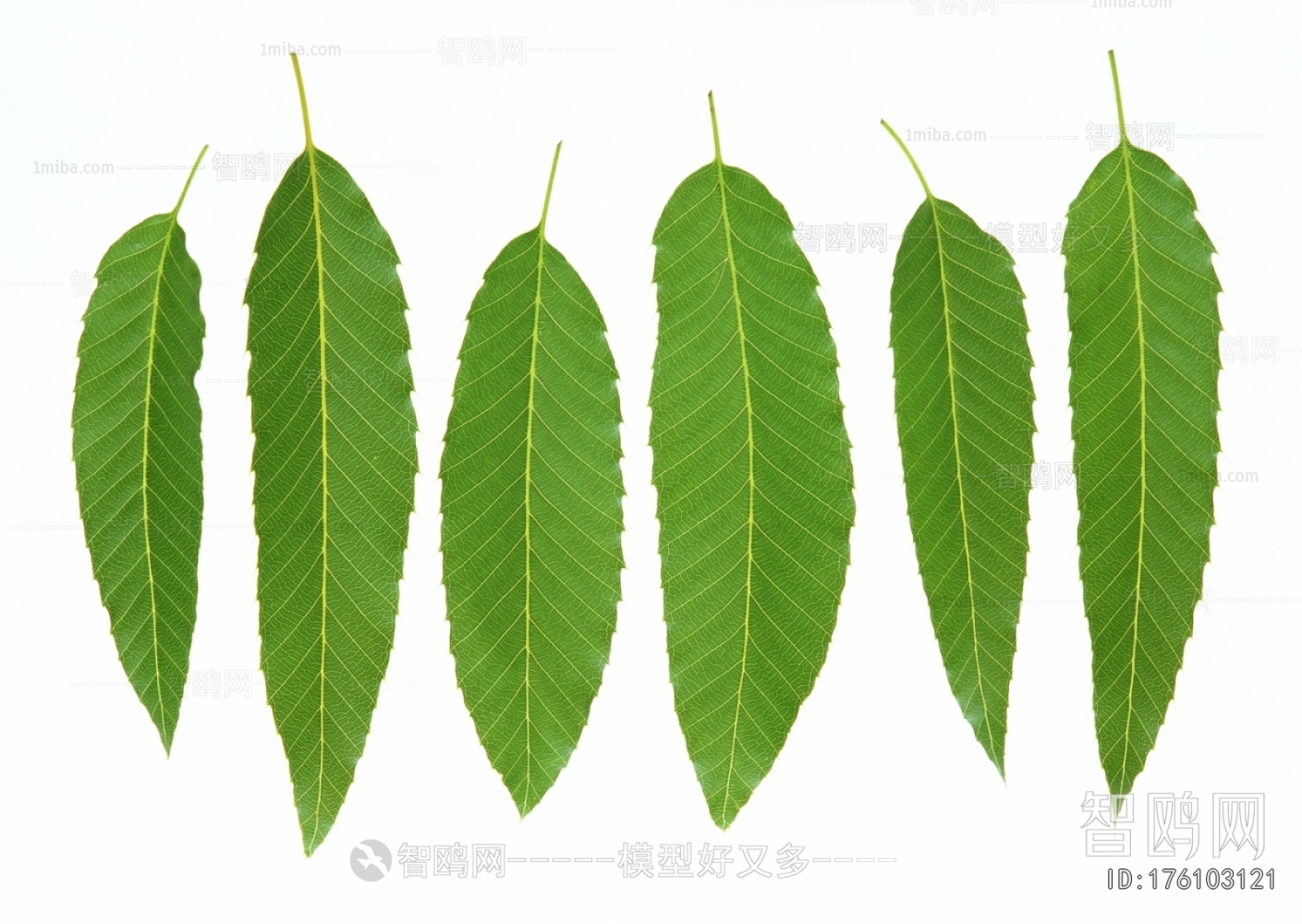 Plant Leaves