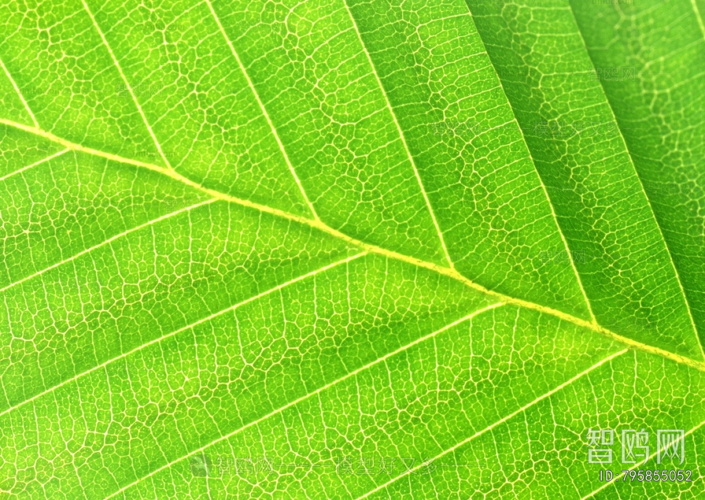 Plant Leaves