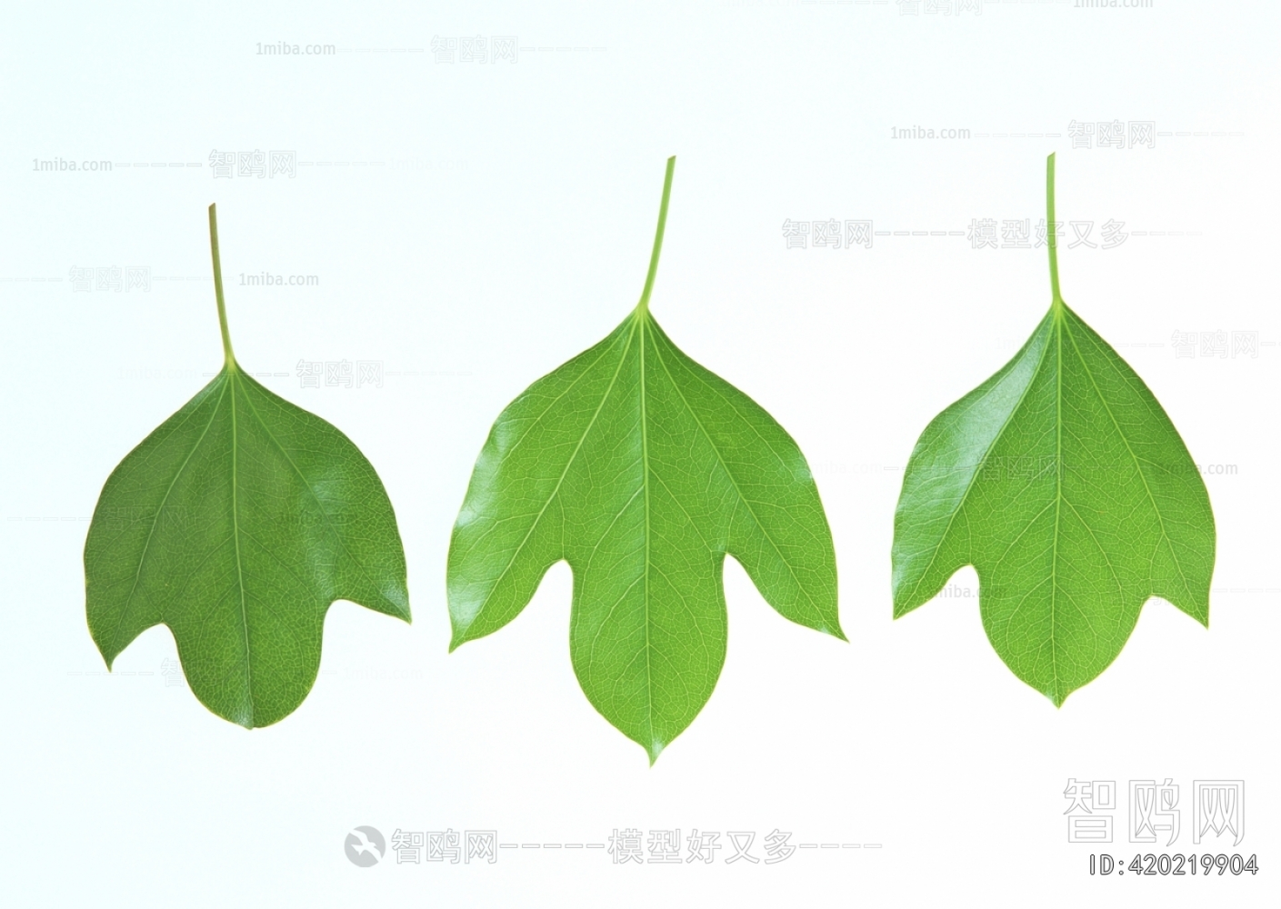Plant Leaves
