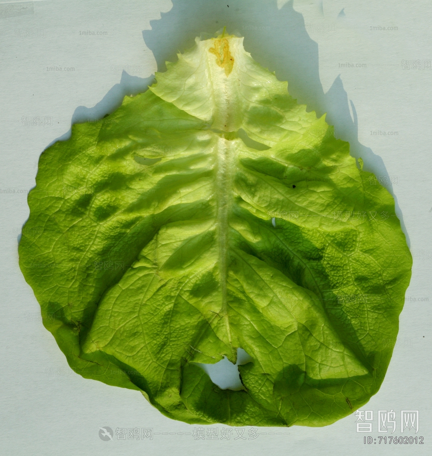 食物蔬菜