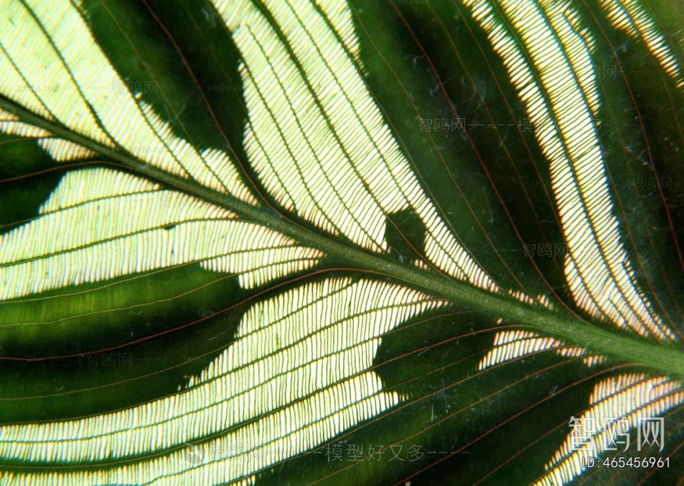 Plant Leaves