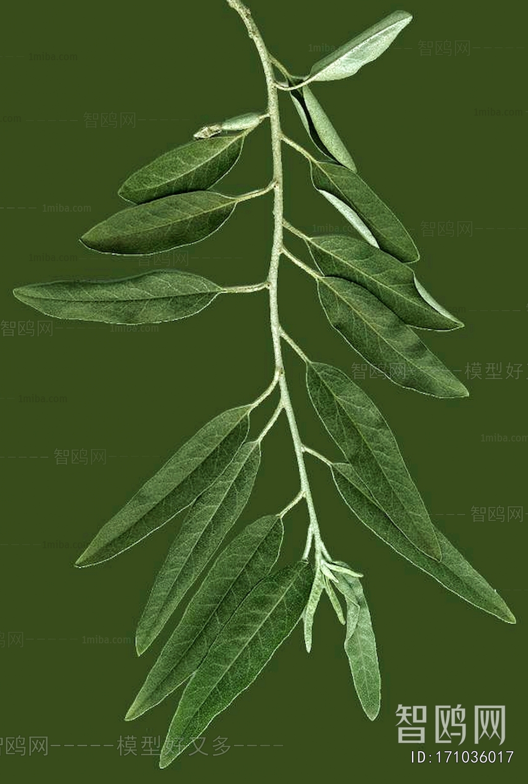 植物树叶