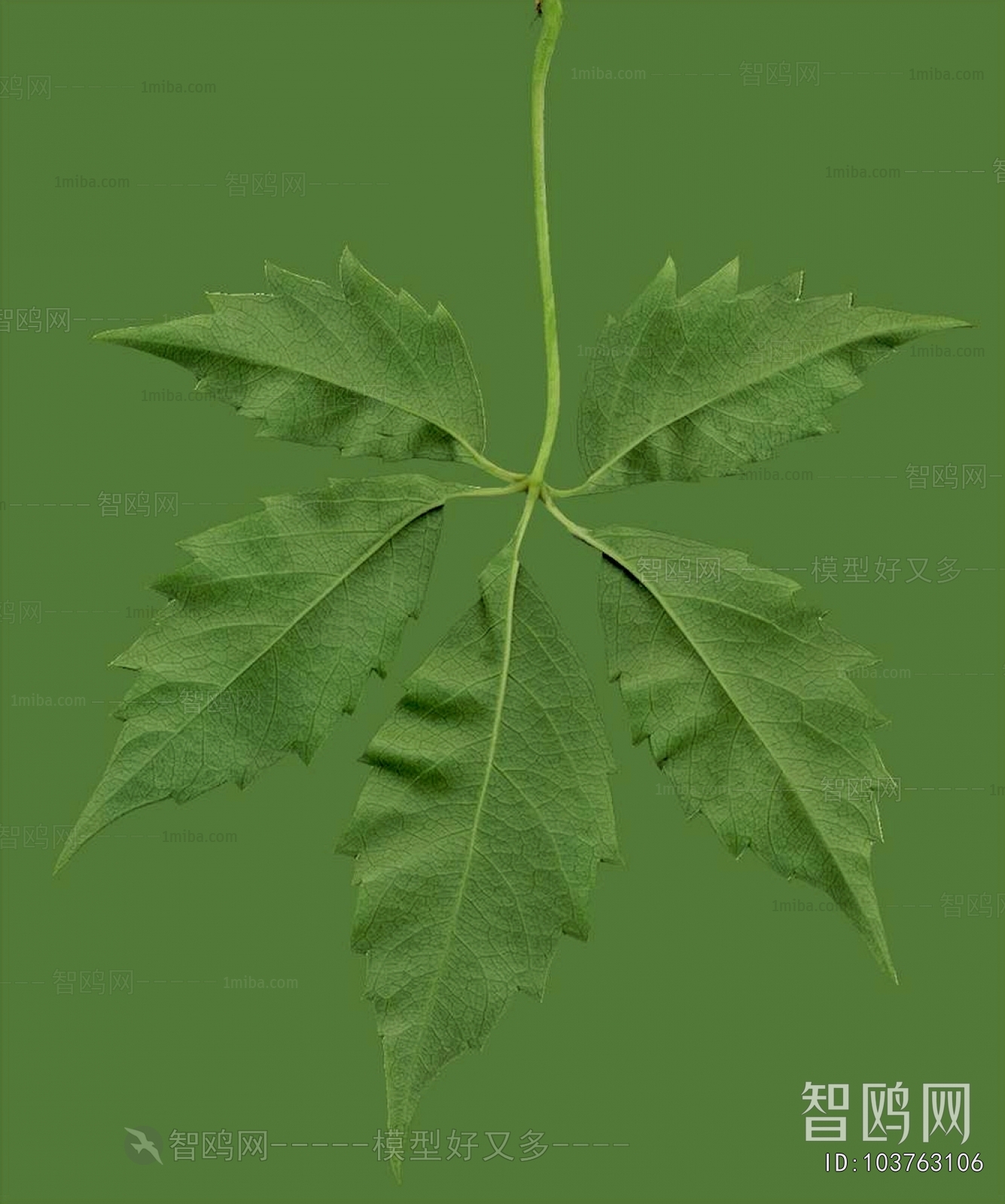 Plant Leaves