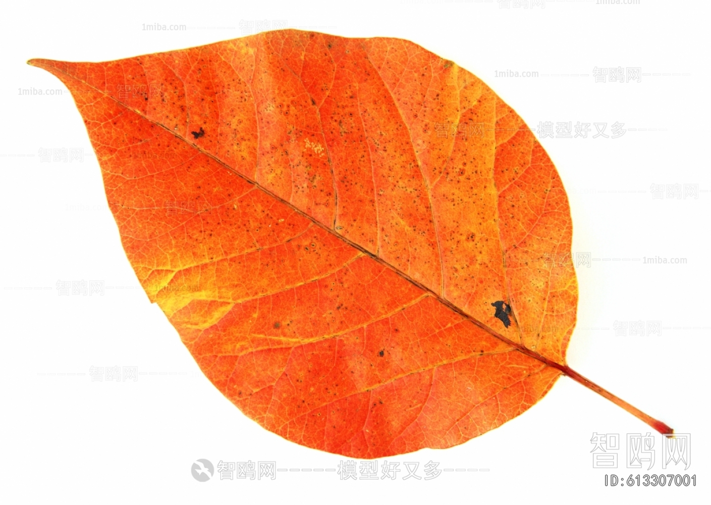 植物树叶