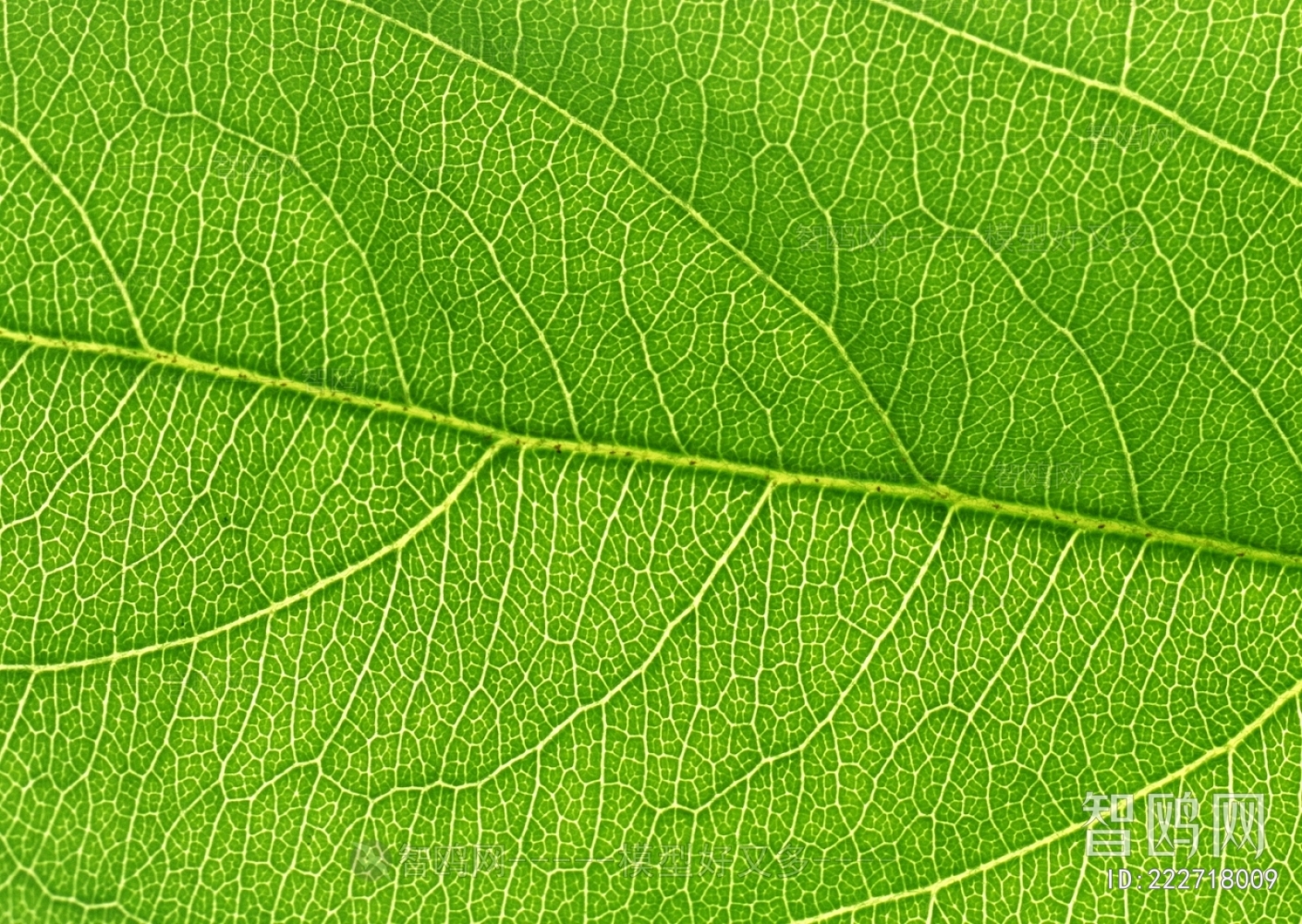 Plant Leaves