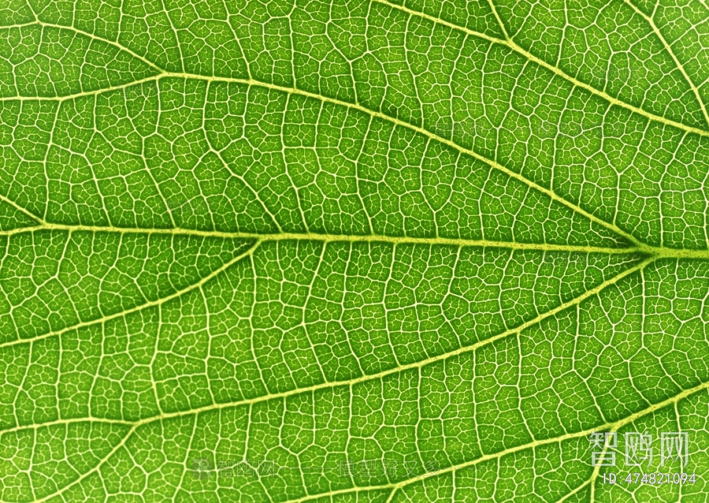 Plant Leaves