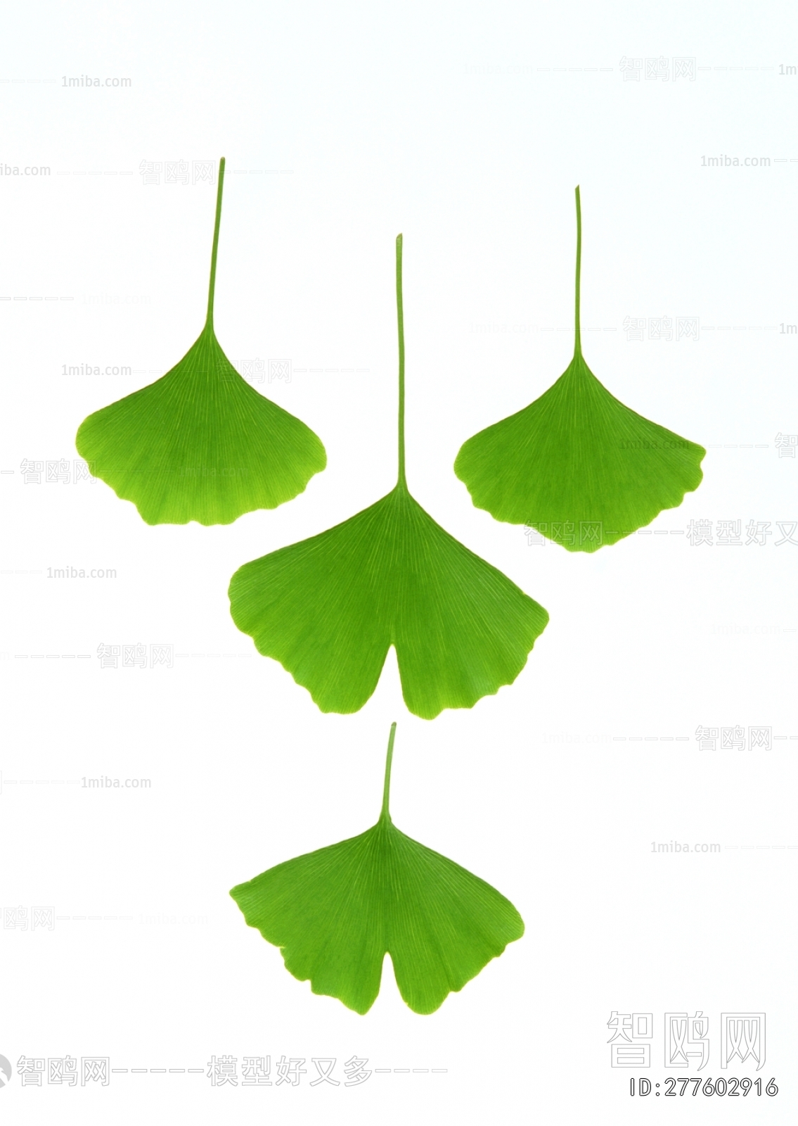 Plant Leaves