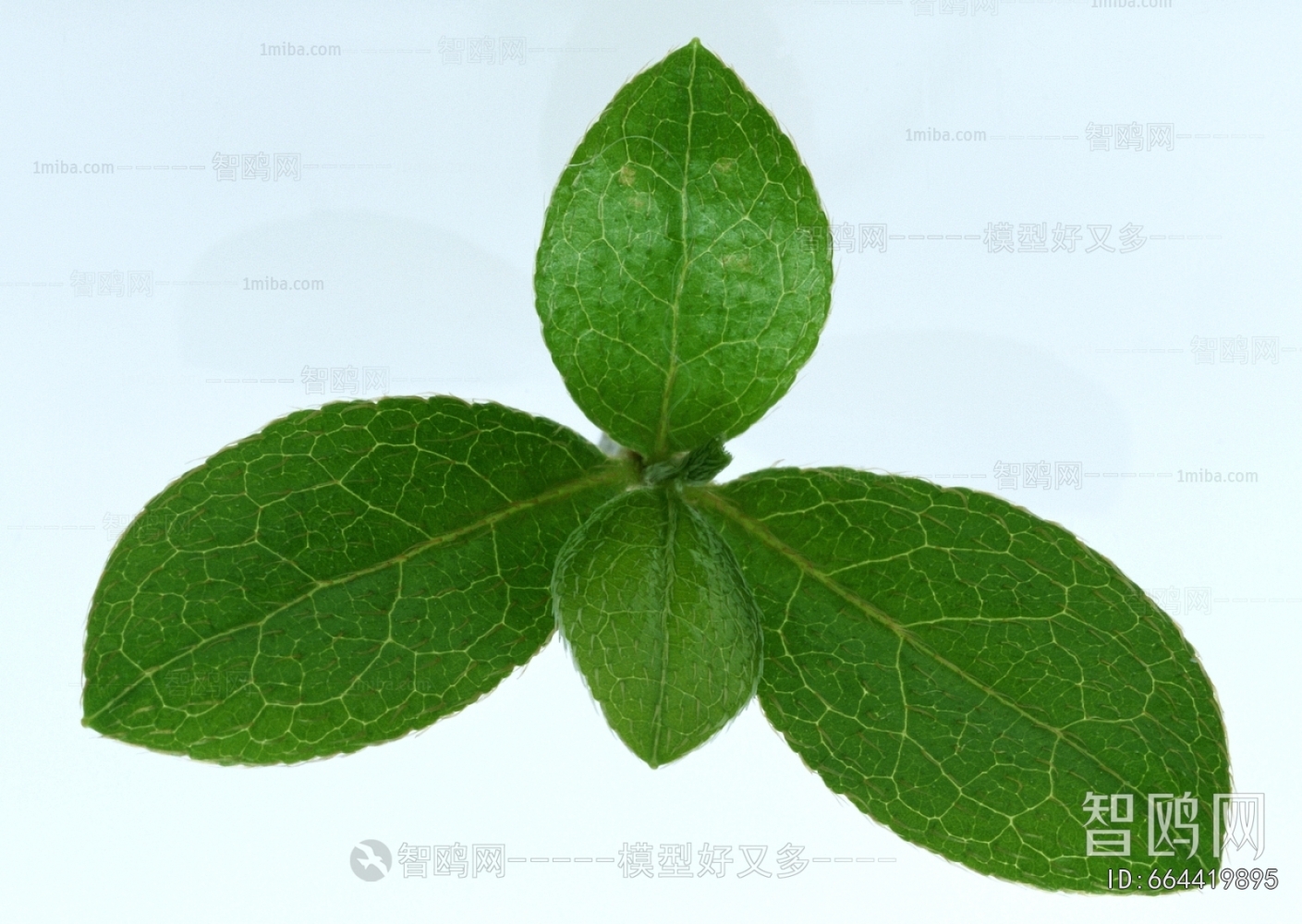 树叶