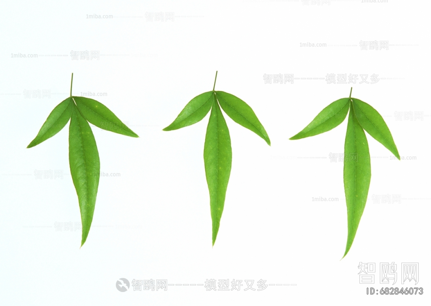Plant Leaves