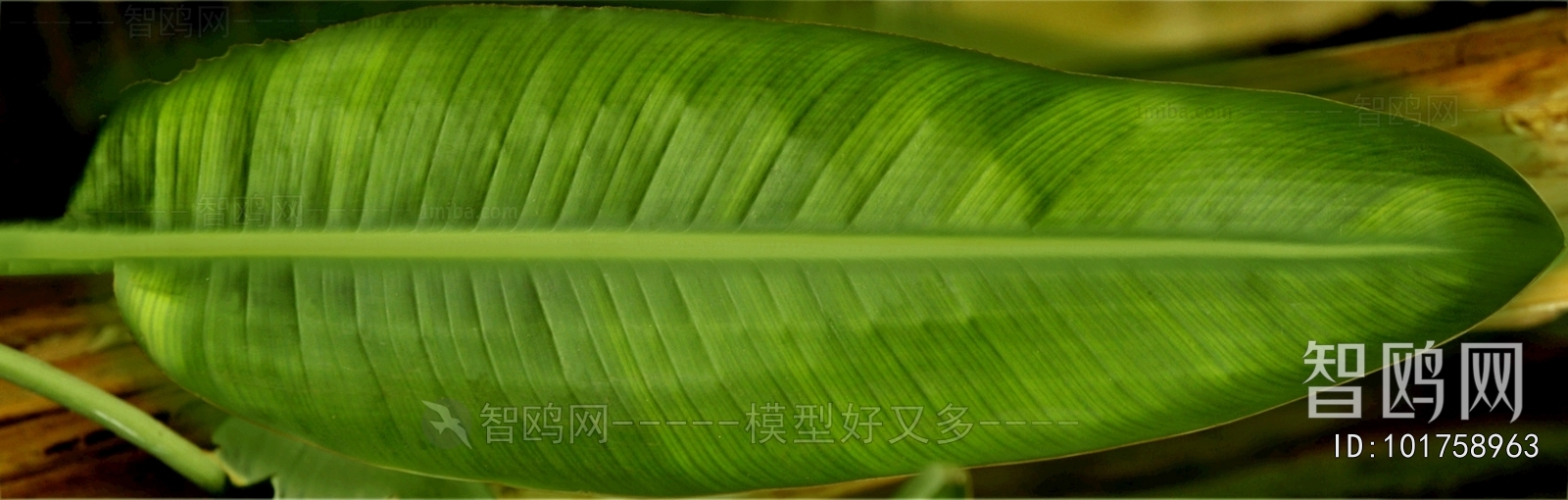 Plant Leaves