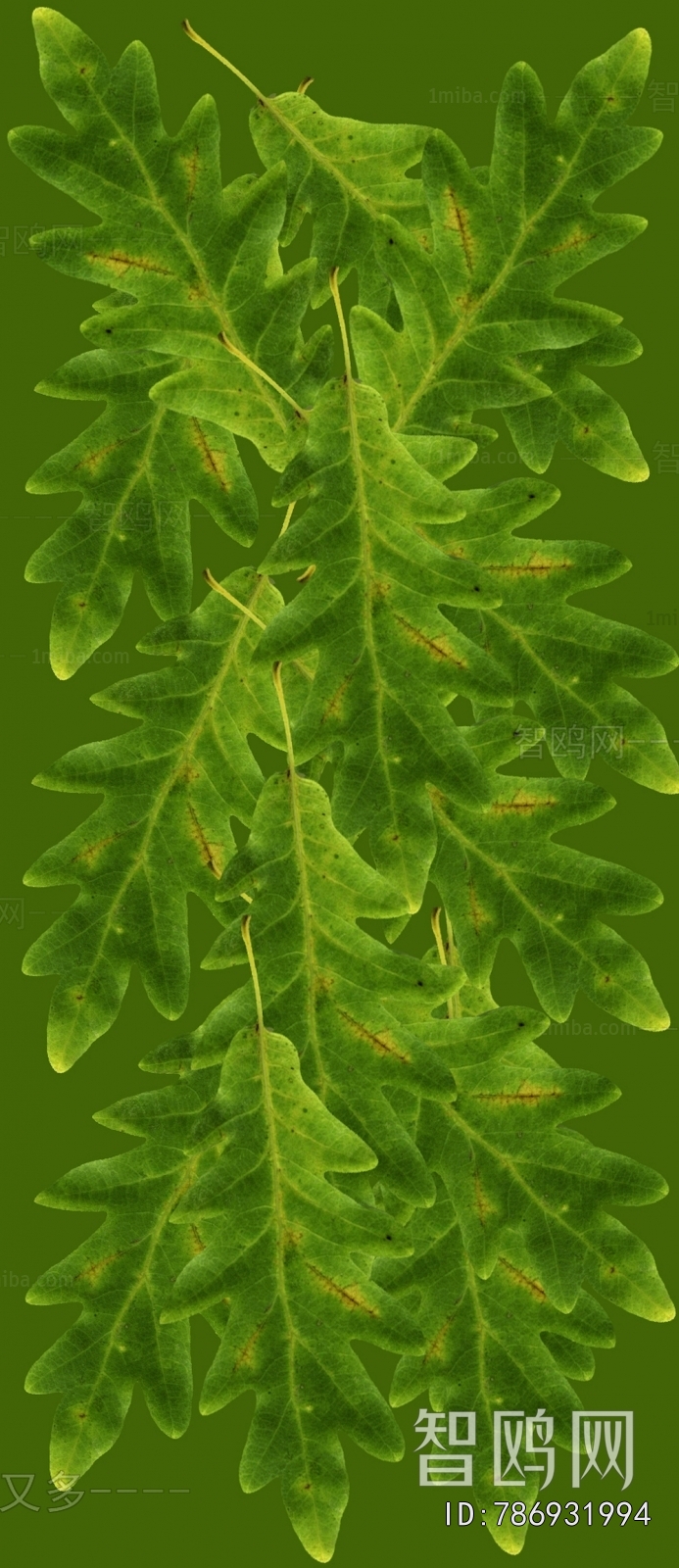 Plant Leaves