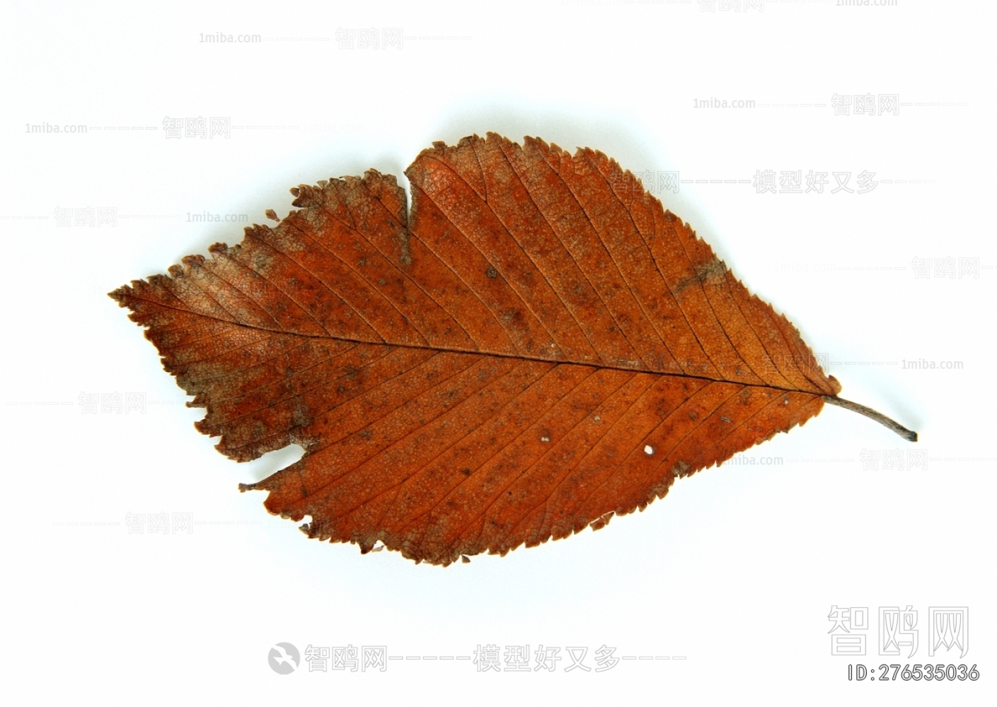 植物树叶