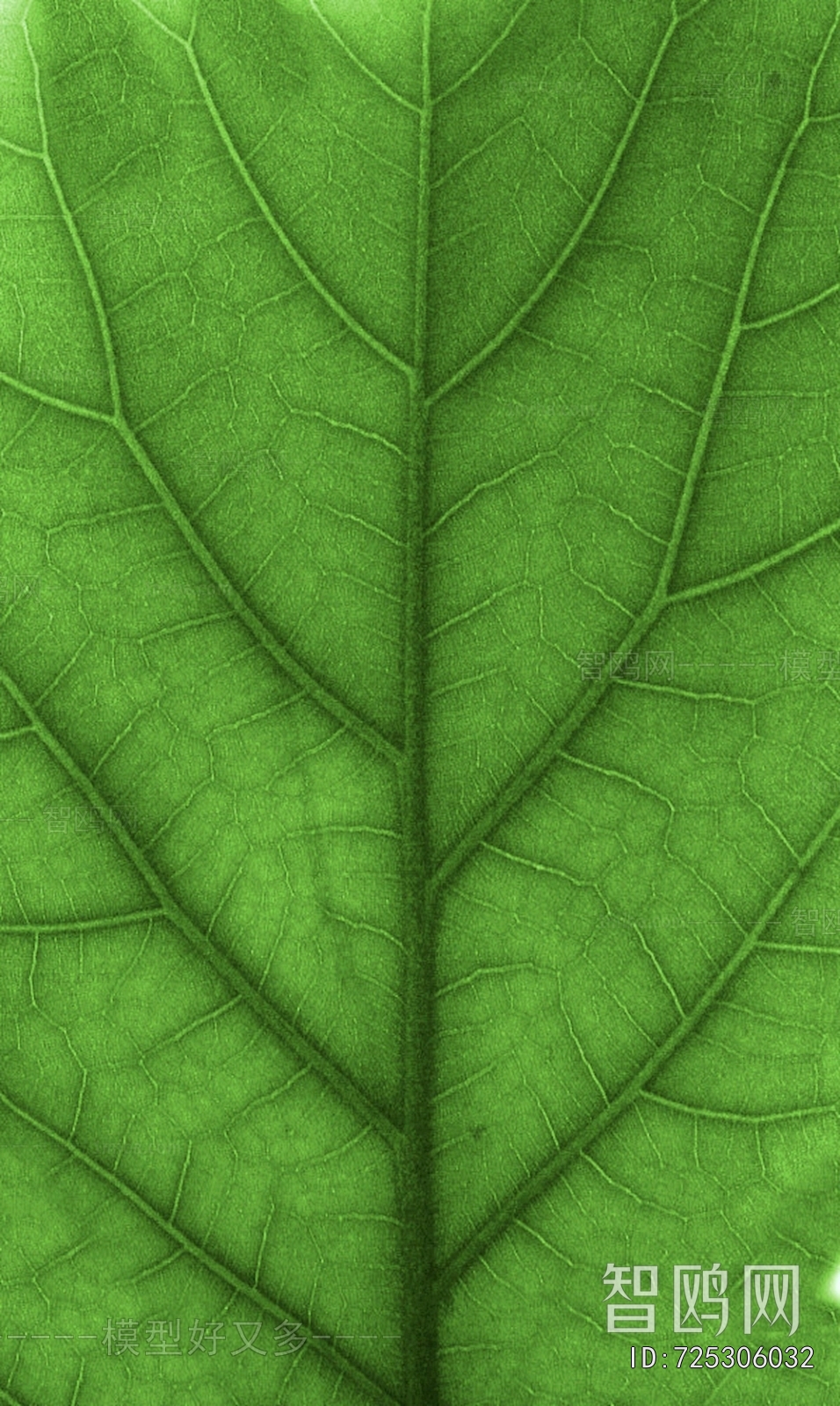 Plant Leaves