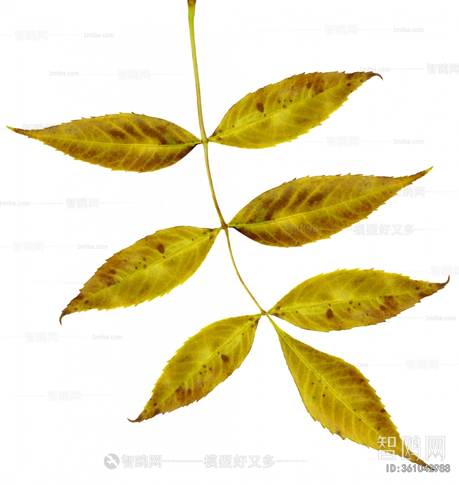 Plant Leaves