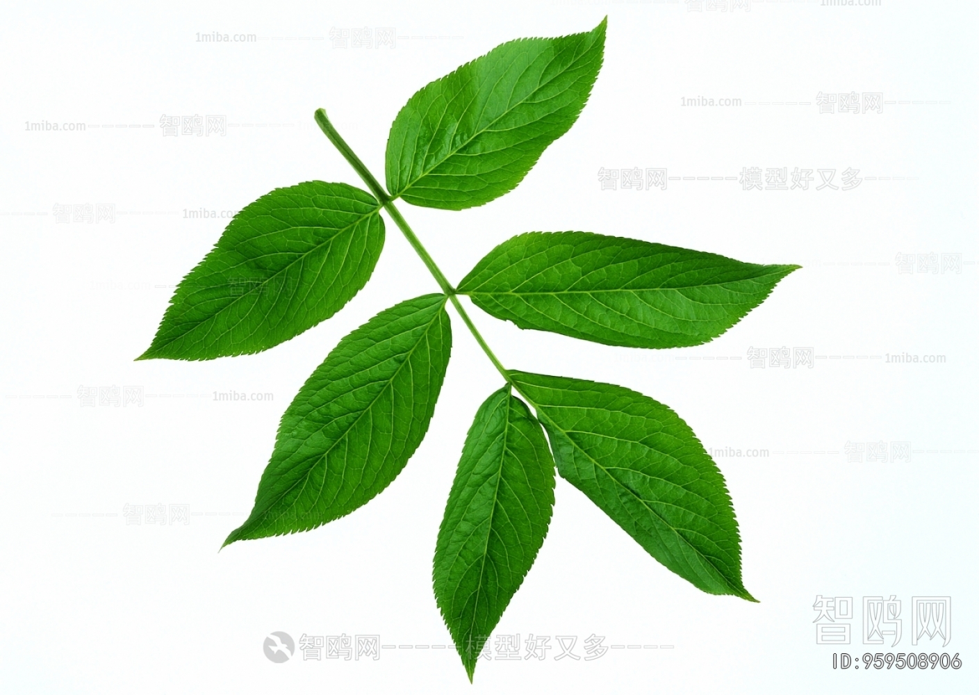 Plant Leaves