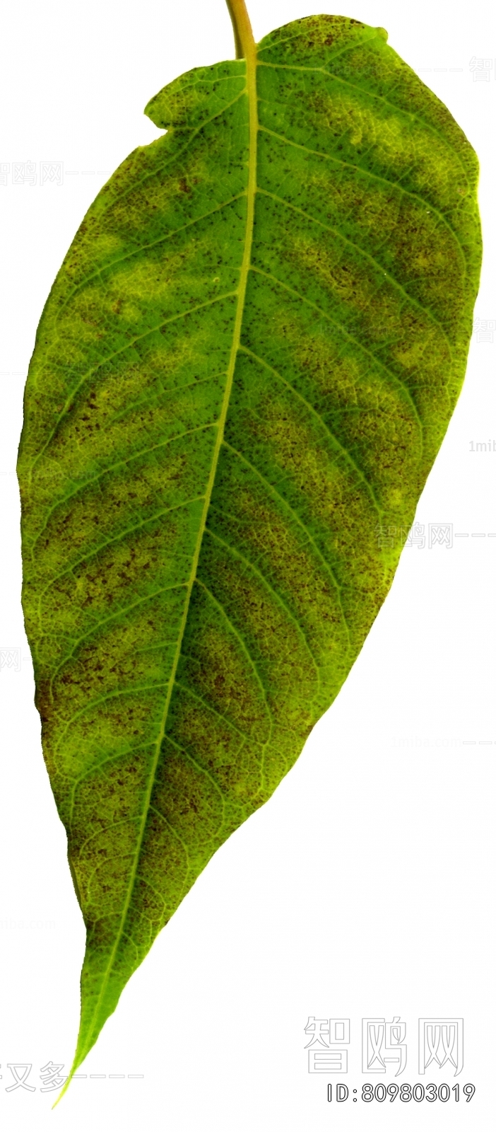 Plant Leaves