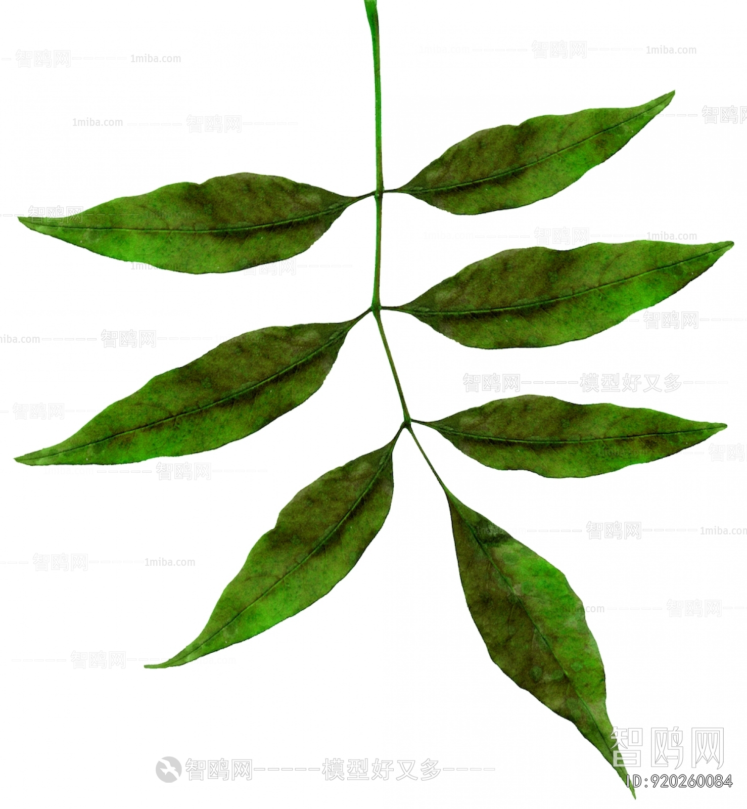 Plant Leaves