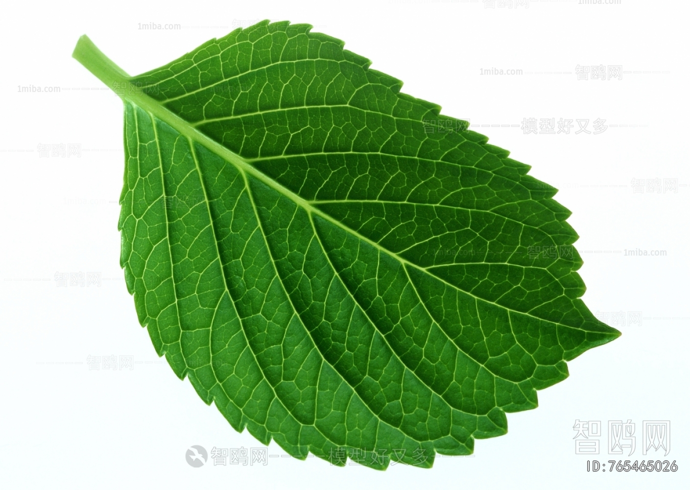 Plant Leaves