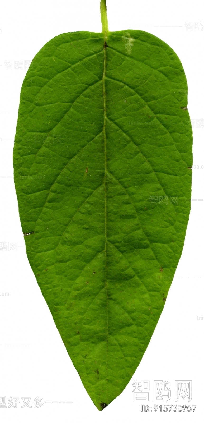 Plant Leaves