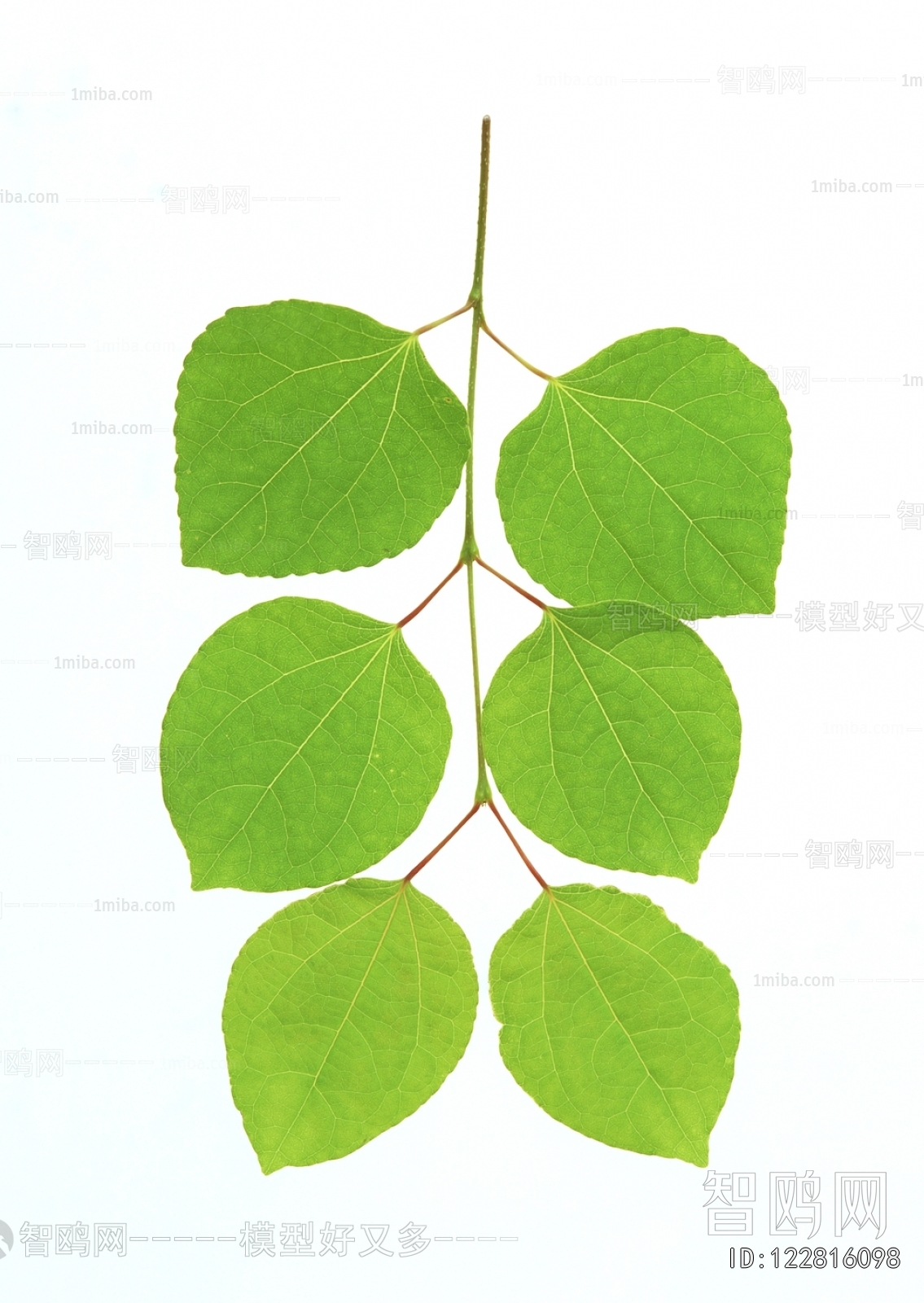 Plant Leaves