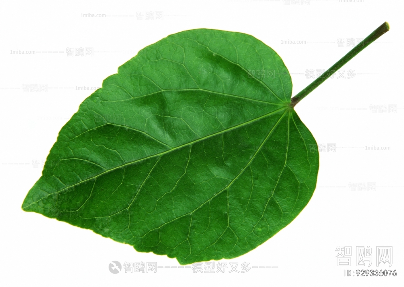 Plant Leaves
