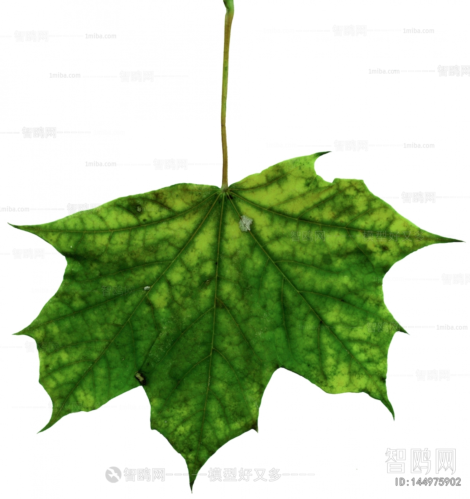 Plant Leaves
