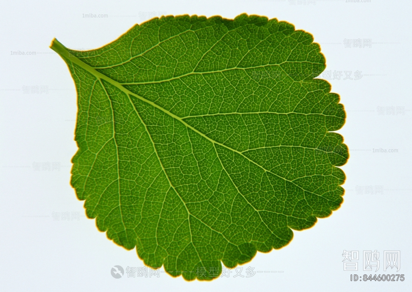 Plant Leaves