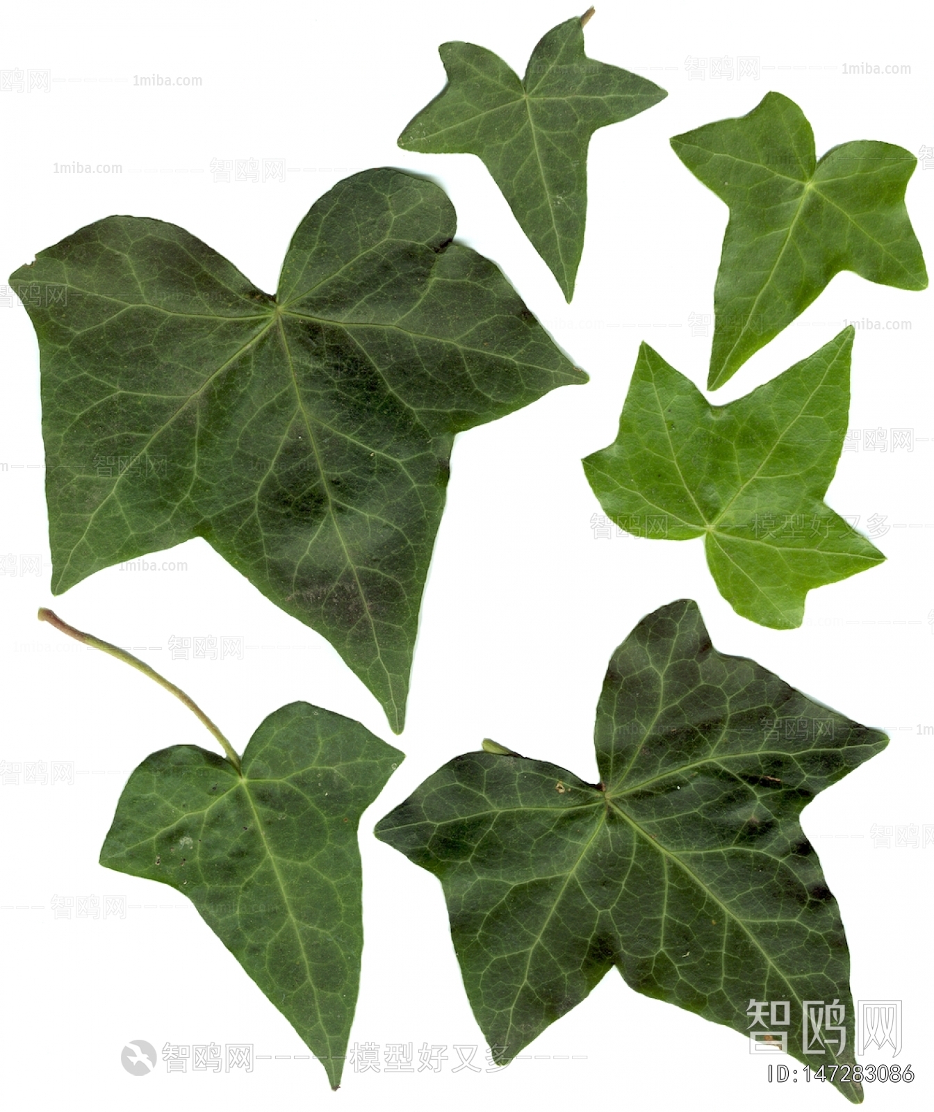 Plant Leaves