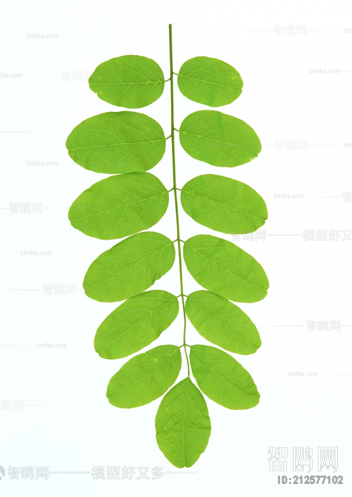 Plant Leaves