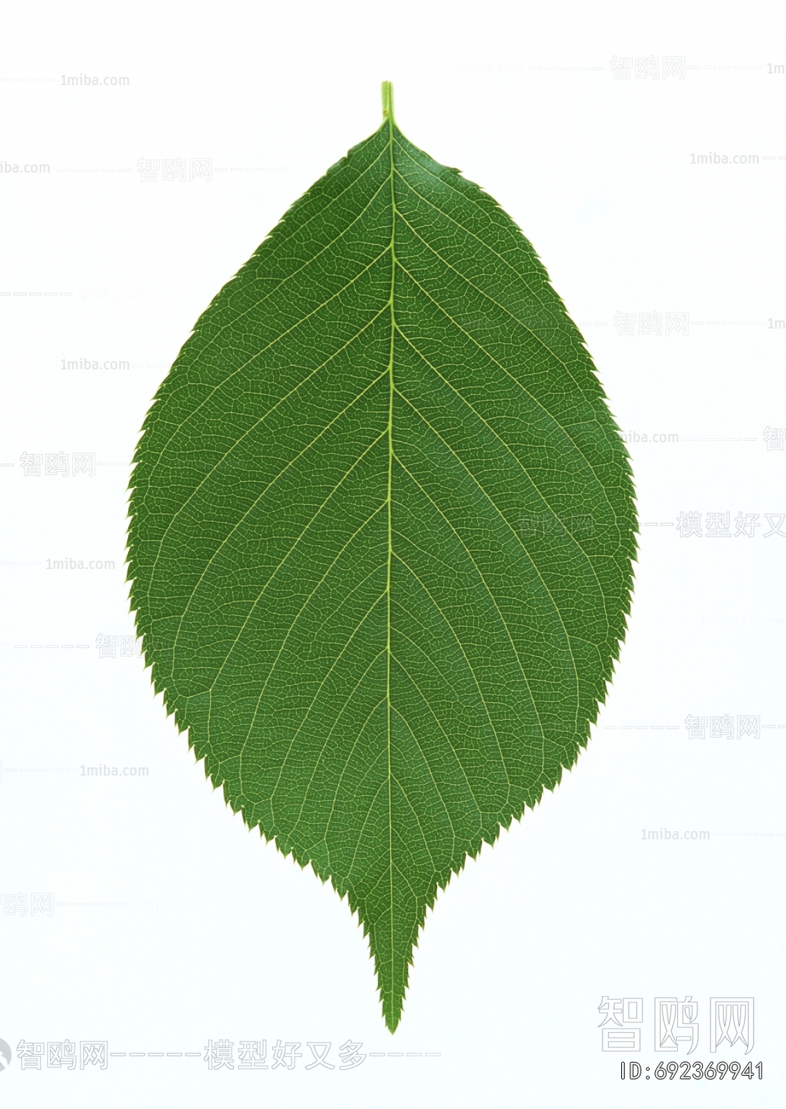 Plant Leaves