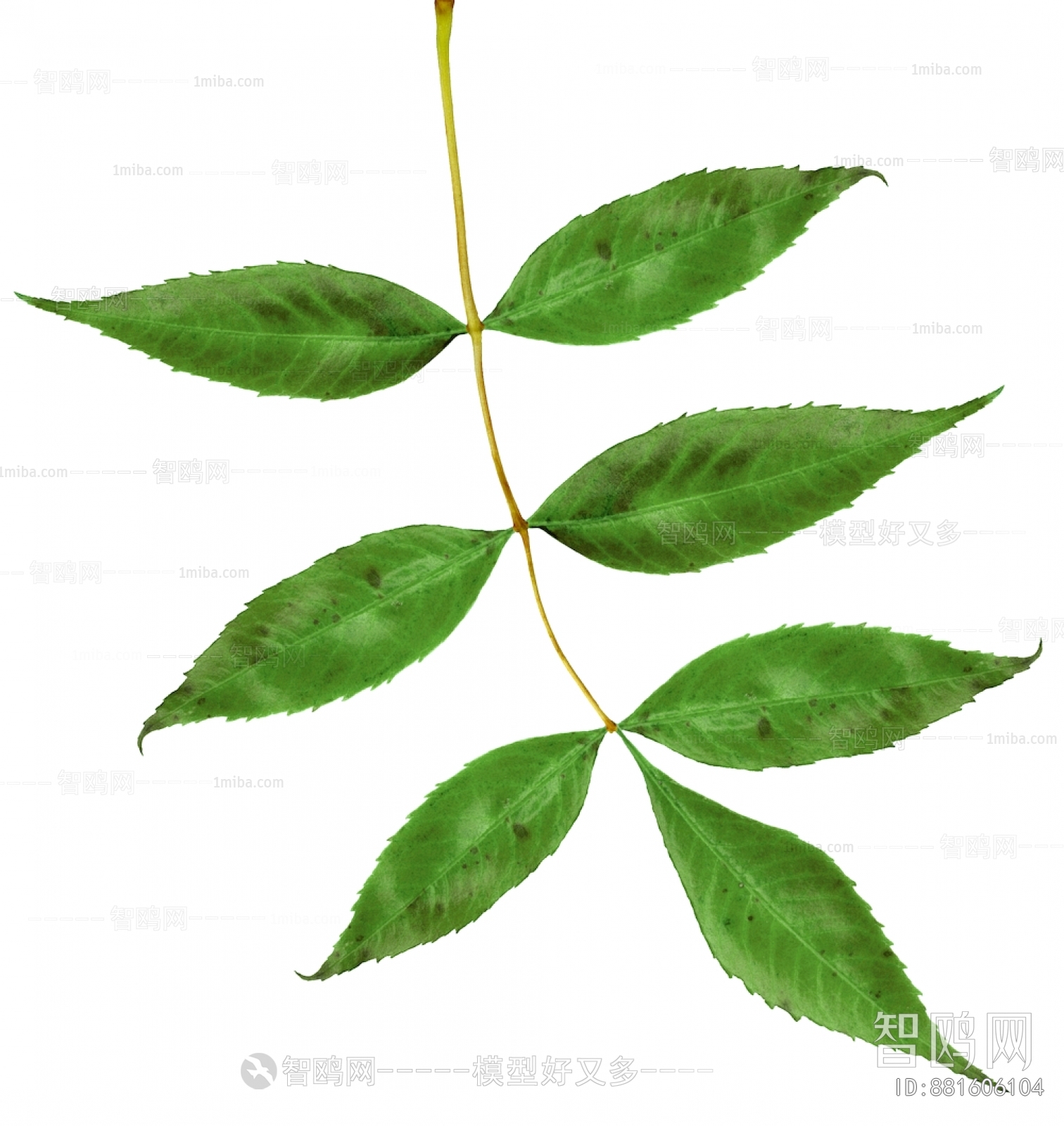 植物树叶