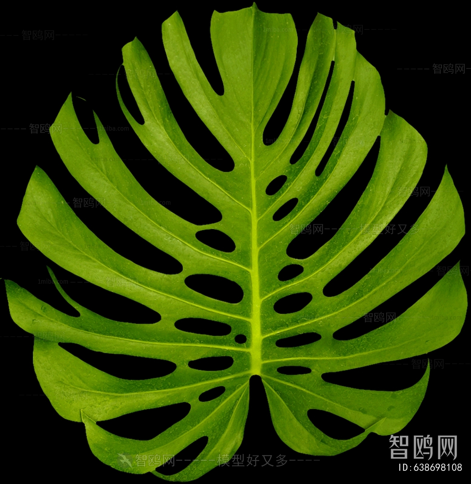 植物树叶
