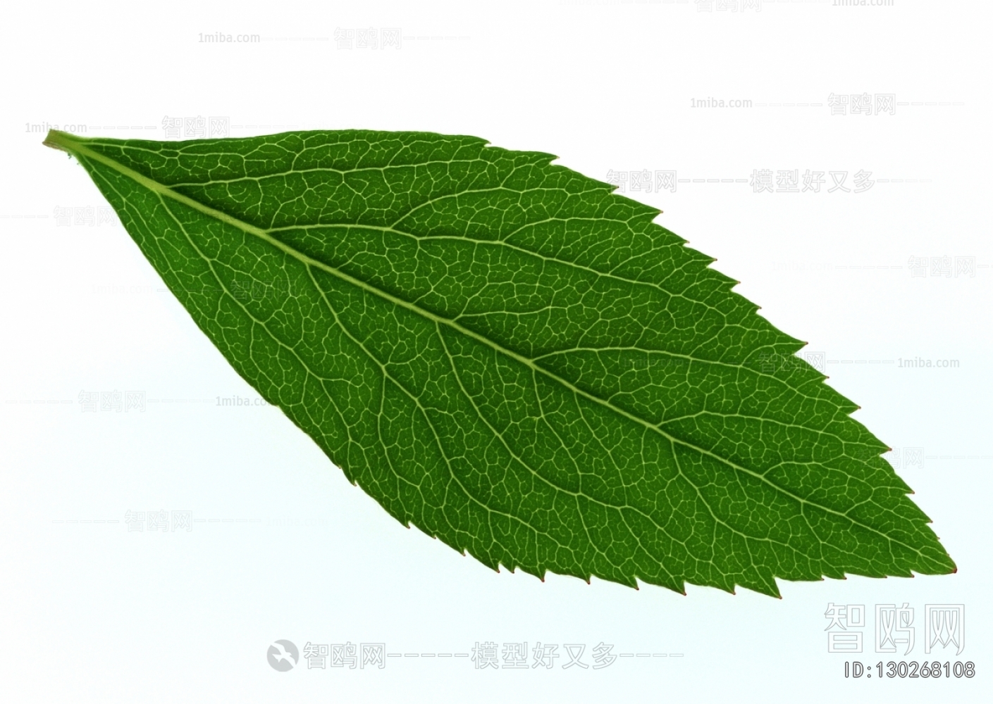 植物树叶