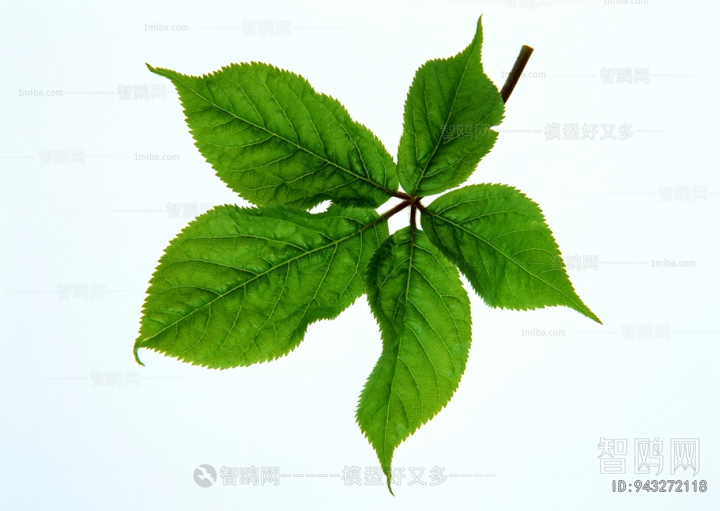 Plant Leaves